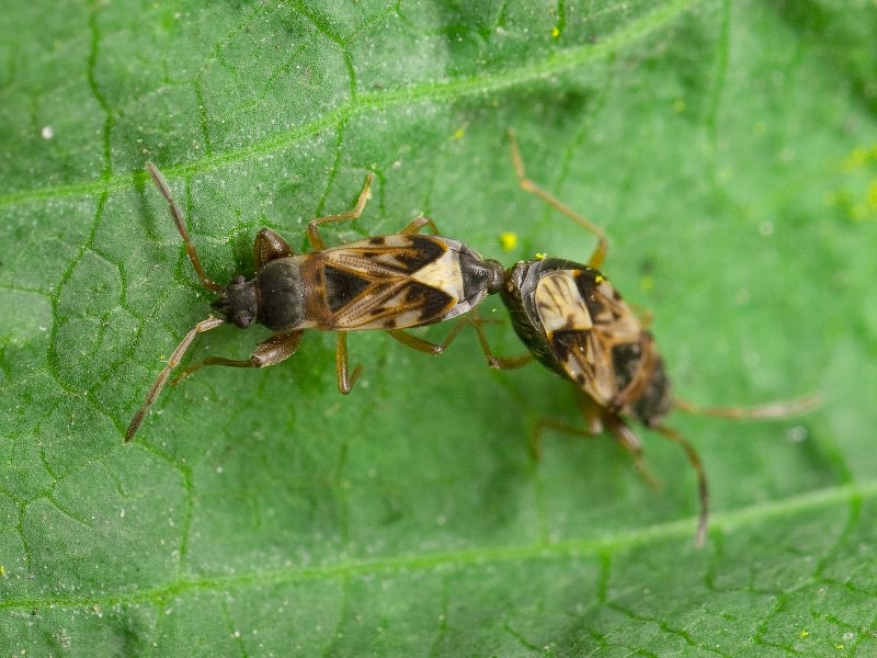 Scolopostethus Fieber, 1860